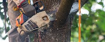  Fair Oaks, CA Tree Care Services Pros