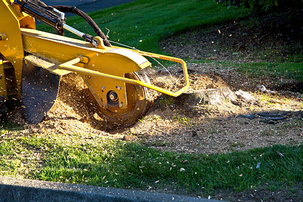 Best Leaf Removal  in Fair Oaks, CA