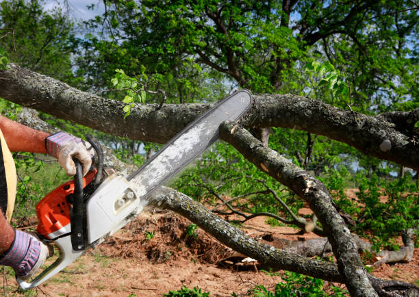 Best Seasonal Cleanup (Spring/Fall)  in Fair Oaks, CA